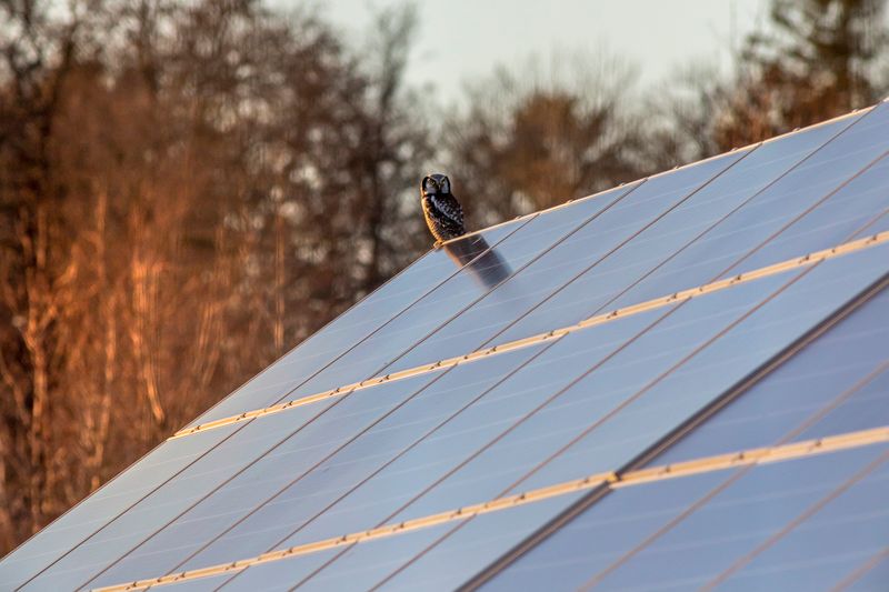 Solar panels on residential rooftop at golden hour